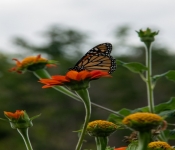 2020 09 01 LyndaleParkRoseGarden 017